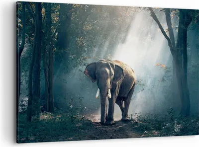 Produktbild von Bild auf Leinwand - Leinwandbild - elefant natur - 120x80cm - Wand Bild - Wanddeko - Wandbilder - Leinwanddruck - Bilder - Kunstdruck - Wanddekoration - Leinwand bilder - Wandkunst - AA120x80-3972