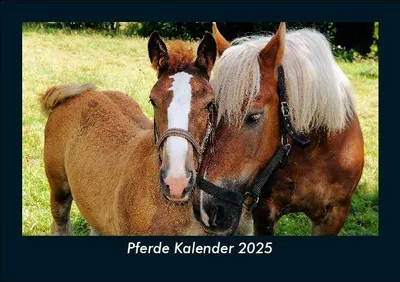 Produktbild von Pferde Kalender 2025 Fotokalender DIN A5