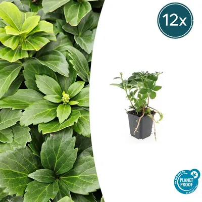 Produktbild von Bodendecker - Schattengrün - Dickmännchen - Pachysandra terminalis - 9cm Topf - Set mit 12 Pflanzen