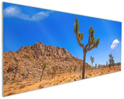 Produktbild von Wallario Küchenrückwand aus Glas, Größe: 125 x 50 cm, Motiv: Palmlilie im Nationalpark Yucca Valley  Wüstenlandschaft | Spritzschutz | abwischbar | pflegeleicht | in