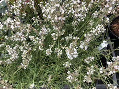 Obrázok produktu pre 6 x Lavandula intermedia 'Edelweiss' - Levanduľa v kvetináči 9 x 9 cm
