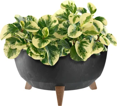 Image de KADAX Pot de fleurs Pot de fleurs 40 cm Couverture + pieds d'insertion Liège Support de fleurs Noir