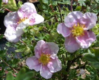 Produktbild von Potentilla fruticosa Princess® - Fingerstrauch - Fünffingerstrauch - 20-30cm