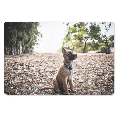 Produktbild von MuchoWow® Schreibtischunterlage Malinois-Schäferhund-Welpe schaut auf 60x40 cm - XXL Mauspad - Großes Mauspad