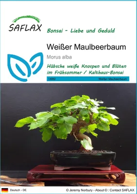 Produktbild von SAFLAX - Bonsai - Weißer Maulbeerbaum - 200 Samen - Morus alba