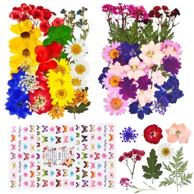 Produktbild von Getrocknete Blumen - 70 Stück gepresste Naturblumen - Zum Basteln, für Fotorahmen, Nageldesign und Scrapbooking