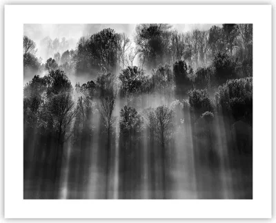 Produktbild von Poster - Poster ohne Rahmen - Bäume drinnen Nebel - 50x40 cm - Wand Bild - Wanddeko - Wandbilder - Kunstposter - Wandposter - Bilder - Kunstdruck - Wanddekoration - Wandbild - P2XAA50x40-4889