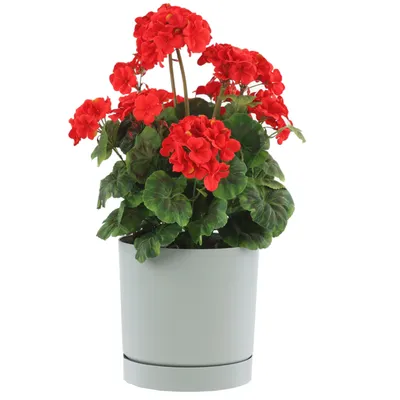 A potted plant with red flowers and green leaves in a gray pot.