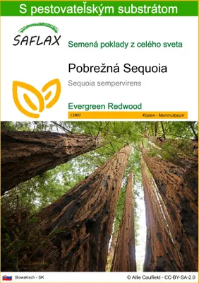 Obrázok produktu pre SAFLAX - Pobrežná Sequoia - Sequoia sempervirens - 50 Semená - S pestovateľským substrátom bez klíčkov