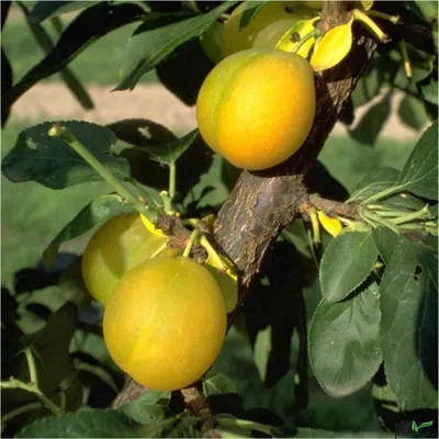Produktbild von Terrassenobst Pflaume Kleinobst Balkon Terrasse Pflaumenbaum Obst viele Sorten, Terrassenobst:Pflaume Ontario