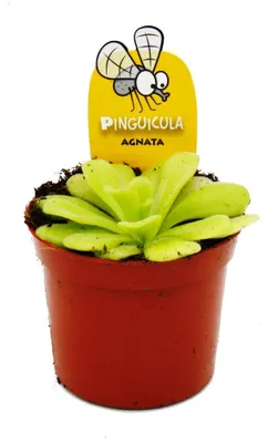 Produktbild von Fleischfressende Pflanzen – Pinguicula agnata – 9-cm-Topf