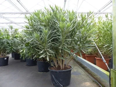 Produktbild von Oleander  100 - 120 cm Busch Nerium Krone Ø50-60cm Rosenlorbeer Premium rot