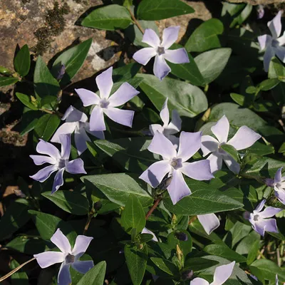 Produktbild von 6 x Immergrün - Vinca difformis | Topf 9cm x 9cm