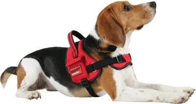Produktbild von ZOLUX Hundegeschirr MOOV - rot - XL