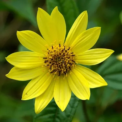 Produktbild von 6 x Kleinblumige Sonnenblume  - Helianthus 'Lemon Queen'  | Topf 9cm x 9cm