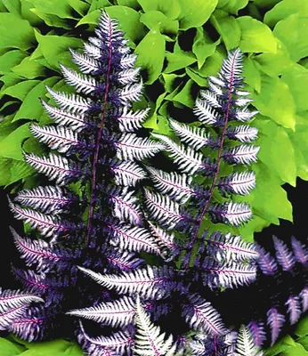 Produktbild von BALDUR Garten Winterharter Schmuck-Farn 'Japanese Painting', 1 Pflanze, Gartenfarn, winterharte Staude, mehrjährig, pflegeleicht, für Standort im Schatten geeignet, Athyrium niponicum