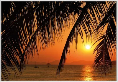 Produktbild von Wallario Wandbild Sonnenuntergang unter Palmenblättern, Größe: 70,30 x 100,30 cm, Poster mit weißem Kunststoffrahmen
