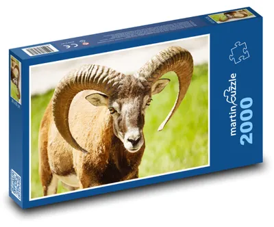 Produktbild von martinpuzzle - Puzzle 2000 Teile - Wiesenmufflon