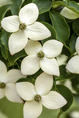 Produktbild von Cornus kousa 'Wieting's Select', Japanischer Blumen-Hartriegel, 60–80 cm