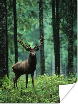 Produktbild von MuchoWow® Poster Hirsche - Wald - Bäume - Tiere - Natur 120x160 cm - Wandbilder