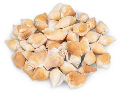 Produktbild von Strombus canarium 0,5 kg 5-6 cm ca. 40-50 Stück Flügelschnecken Deko Basteln