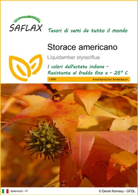 Immagine prodotto di SAFLAX  - Storace americano - 100 semi - Liquidamber