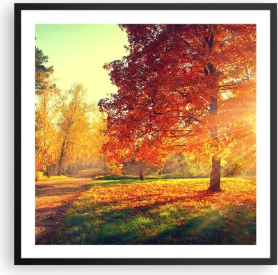 Produktbild von Gerahmtes Poster - Schwarzer Rahmen - Park Herbst Baum - 60x60 cm - Wand Bild - Wanddeko - Wandbilder - Kunstposter - Wandposter - Bilderrahmen - Bilder - Kunstdruck - Wandbild - P2BAC60x60-3654