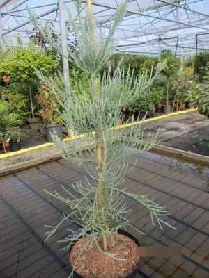 Produktbild von Sequoiadendron giganteum Powder Blue - Riesenmammutbaum Powder Blue