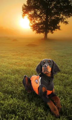 Produktbild von Non-stop dogwear Hunting Cover, Größe: L
