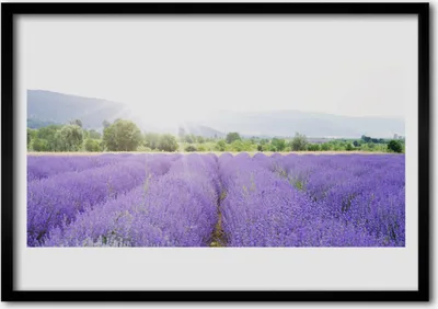 Produktbild von Bild 100x70 MDF-Rahmen Wandkunst Lavendel, Feld, Wiese Natur