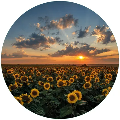 Produktbild von Wallario Premium Glasbild, freischwebende Optik, kräftige Farben, rund 50cm Durchmesser, Motiv Sonnenblumenwiese vor Wolken mit Sonnenuntergang