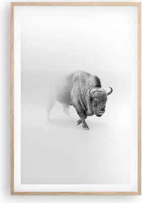 Produktbild von Gerahmtes Poster - Rahmen in heller Eiche - Wisent Schwarzweiß Licht - 61x91,5 cm - Wand Bild - Wanddeko - Wandbilder - Kunstposter - Wandposter - Bilderrahmen - Bilder - Kunstdruck - P2NPA61x91-4418