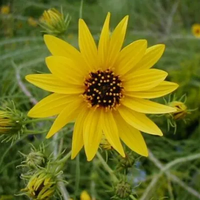 Obrázek produktu pro 6 x slunečnice vrbolistá - Helianthus salicifolius | květináč 9 cm x 9 cm