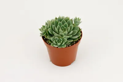 Obrázok produktu pre Sukulent Echeveria Scorpio, 15 cm
