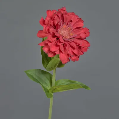 Produktbild von artplants.de Kunstblume Zinnie MIANMO, rot, 60 cm - Künstlicher Blumenzweig