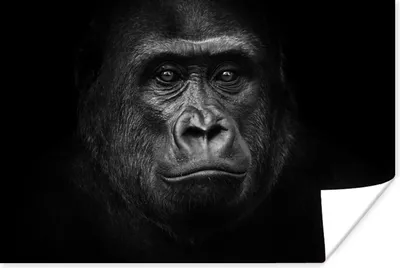 Produktbild von MuchoWow® Poster Gorilla - Schwarz - Weiß - Tiere - Porträt 90x60 cm - Schlafzimmer