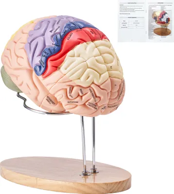 Zdjęcie produktu dla SucceBuy 2X naturalnej wielkości model ludzkiego mózgu, anatomiczny 4-częściowy mózg z etykietami i podstawą ekspozycyjną, kolorowy odłączany model do badań naukowych i edukacji