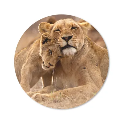 Produktbild von MuchoWow® Mauspad Mousepad Löwe - Wilde Tiere - Jungtier 40x40 cm - Mousepads - Maus Mat - Pad - Mausunterlage - Schreibtisch Accessoires
