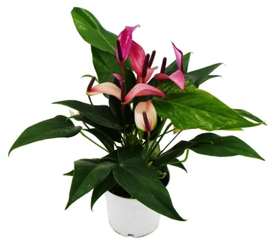 Immagine prodotto di Plame?ák - Anthurium andreanum "Zizou" - Anthurium - vaso da 12 cm - fioritura viola