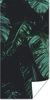 Produktbild von MuchoWow® Poster Dschungel - Palme - Blätter - Tropisch 60x120 cm - Wandschmuck