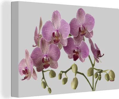 Produktbild von MuchoWow® - Leinwandbilder - Orchideen auf grauem Hintergrund, Wandbild, Wanddeko Bilder Wohnzimmer, 120x80 cm