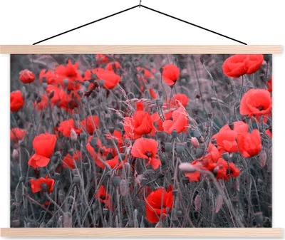 Produktbild von MuchoWow® Textilposter Rote Mohnblumen in einem Schwarz-Weiß-Bild 60x40 cm mit holzfarbenen Rahmen - Bilder
