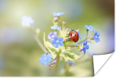 Produktbild von MuchoWow® Poster Marienkäfer - Blume - Blau 30x20 cm - Plakate - Print