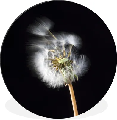 Produktbild von MuchoWow® Aluminium Wandkreis Eine Pollenblume auf schwarzem Hintergrund Ø 30 cm Wanddeko Modern Wohnzimmer - Wand Bild - Wohnzimmer - Runde Bilder - Alubilder - Kunst für zu Hause - Aluminium - Wanddekoration