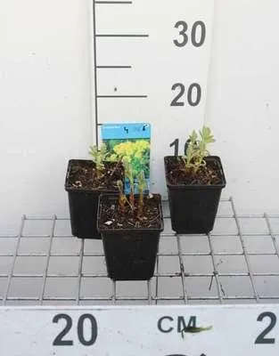 Obrázek produktu pro 6 x Euphorbia palustris - Pryšec bahenní - květináč 9 x 9 cm