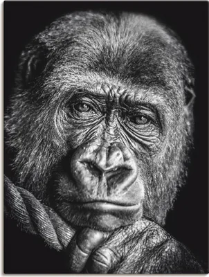 Produktbild von ARTland Leinwandbild Gorilla Größe: 30x40 cm