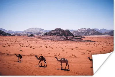Produktbild von MuchoWow® Poster Kamele durchstreifen die Wüste im Wadi Rum 120x80 cm - Bilder