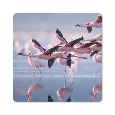 Produktbild von MuchoWow® Mauspad Mousepad Flamingo - Vogel - Wasser - Rosa 30x30 cm - Mousepads - Maus Mat - Pad - Mausunterlage - Gaming