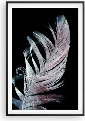 Produktbild von Gerahmtes Poster - Schwarzer Rahmen - Feder die Farben Zartheit - 61x91,5 cm - Wand Bild - Wanddeko - Wandbilder - Kunstposter - Wandposter - Bilderrahmen - Bilder - Kunstdruck - P2BPA61x91-4959