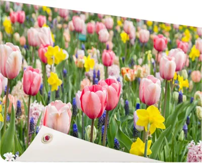 Produktbild von Gartenposter - 120x80 cm - Tulpen  - Modernes Wandbilder - Natur